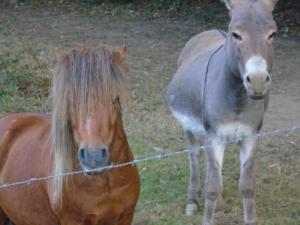 Deux étangs poissonneux au milieu des bois avec gîte moderne, la halte des deux lacs