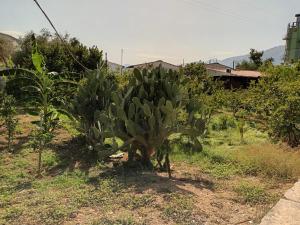 Aromi di Sicilia Casa Vacanze