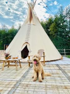 Comfort Tipi Marie, Tipi Bo Deluxe & tent Nicolaï - Glamping in stijl