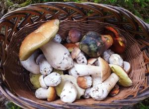 Rodzinne domki letniskowe z basenem Leśne Spa nad Jeziorem Wdzydzkim w Borsku