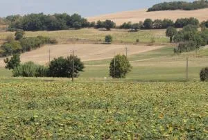 Les treilles d'en Peyre - Palleville