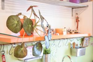 Apartments with a parking space Kastel Stari, Kastela - 15411