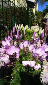 Apartments by the sea Baska Voda, Makarska - 15632