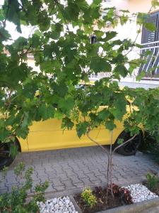 Apartments with parking space Biograd na Moru, Biograd - 15651