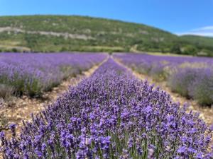 B&B / Chambres d'hotes La Bastide des Bourguets Adults Only, Mont Ventoux : photos des chambres