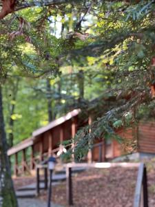 База відпочинку ШИПОВЕЦЬ