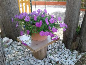 Apartments with parking space Umag - 17633