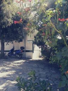 Apartments with parking space Petrcane, Zadar - 17770