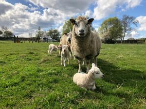 Field House Farm - Owl Lodge or Honey Pod - countryside stay near York