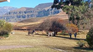 Misty peaks Cloudlands