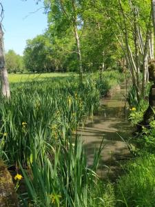 Maisons de vacances LES BELLES DU PRINTEMPS : photos des chambres