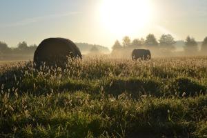 Agroturystyka Staw i koza