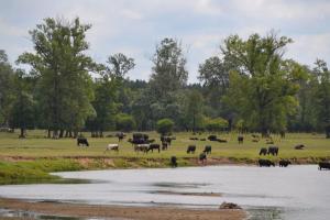 Agroturystyka Staw i koza