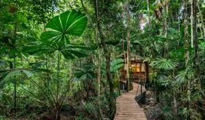 Daintree Wilderness Lodge - Daintree