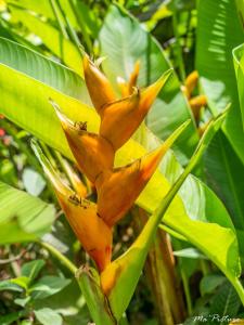 Résidence Villas Les Hibiscus