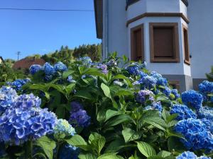 Appartements Les hortensias en Alsace - meuble de tourisme 3 etoiles : photos des chambres