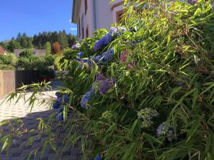 Les hortensias en Alsace - meublé de tourisme 3 étoiles
