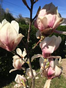 Appartements Les hortensias en Alsace - meuble de tourisme 3 etoiles : photos des chambres