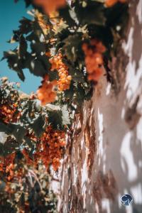 Maisons de vacances Mas de Baume, mas provencal au calme avec piscine : photos des chambres