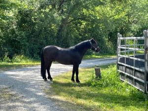 Chalets Bastidette Florestane : photos des chambres