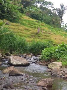 Bali mountain forest cabin