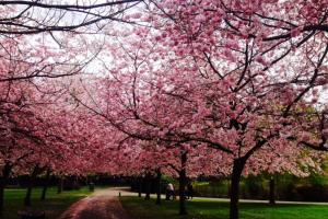 CHARMING ENGLISH STYLE STUDIO FLAT
