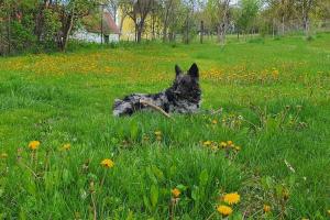 Garden Apartment Szolad - Balaton