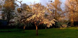 B&B / Chambres d'hotes Chateau de Cleuville : photos des chambres