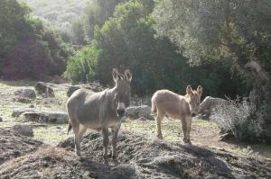Agriturismo nuraghe Putzu Canu img17