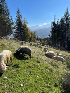 Góralskie domki pod gontem na Polanie Pająkówka
