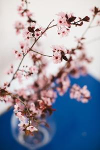 obrázek - Cherry Blossom - Backup Power Inverter