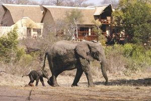 obrázek - Elephant Plains Game Lodge