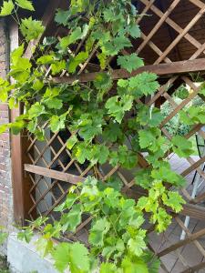 Apartament z ogrodem Harcerska 4