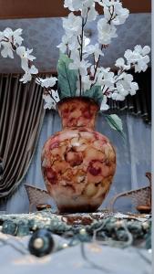 Star House City Stars