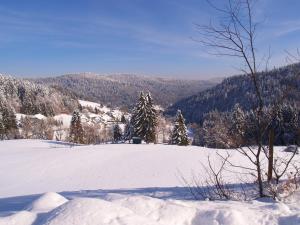 Birke 9, 10 oder 11