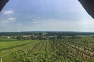Apartma Sonček - House in the vineyard