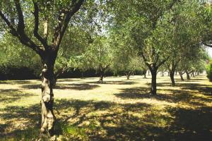 Hotels Hotel du Bosquet : photos des chambres