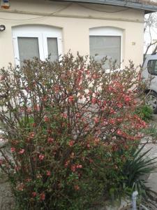 CASA DIDINA fosta Pensiune Casa Didina