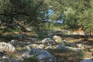Seaside secluded apartments Cove Magrovica - Telascica, Dugi otok - 8139