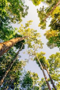 Atremaru Jungle Retreat