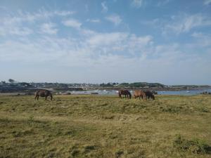 Maisons de vacances Studio 10 min a pied plage d'Argenton : photos des chambres