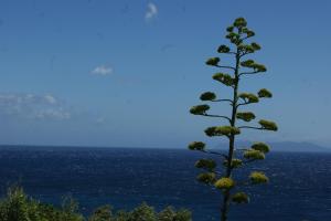 Appartements Vue sur mer a Santa Severa - Appartement Les Cypres : photos des chambres