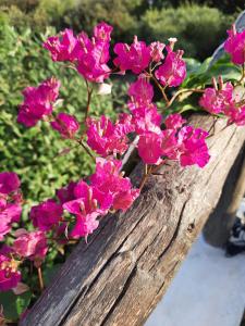 Domus de Mariedda img28