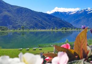Dascio Armonia Ferienwohnung mit Terrassen am See
