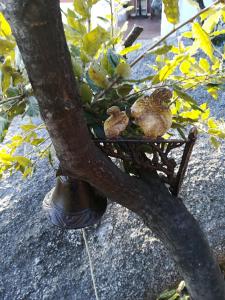 Domus de Mariedda img46