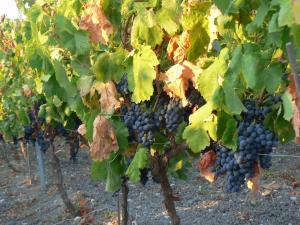 Pessighette Dimora Di Campagna img24