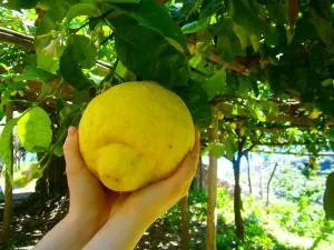 Villa En Rose - مينوري