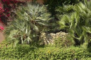 Residence Oasis img38