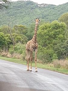 113 Zwartkloof Private Game Reserve Bela-Bela