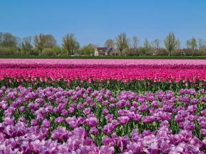 Chalet 536 op Recreatiepark De Wielen